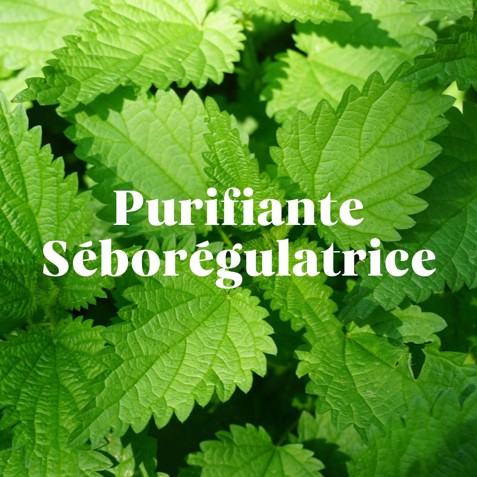 Kit Shampoing Purifiant - Image 6